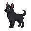 black dog 