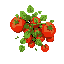 a tomato crop with big tomatoes on it more a top placed camera view  greener and dirt browner
