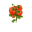 a tomato crop with big tomatoes on it more a top placed camera view  greener and dirt browner