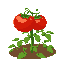 a tomato crop with big tomatoes on it