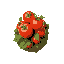 a tomato crop with big tomatoes on it more a top placed camera view 