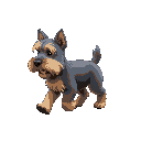 yorkshire terrier walking