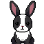 rabbit ,sitting, with balck and white fur colors 80%white fur 20%black fur. 